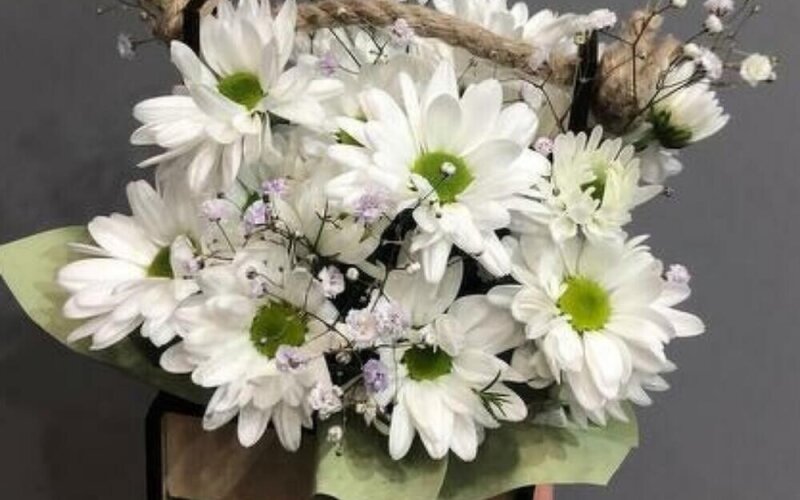 Белая хризантема в ящике с гипсофилой