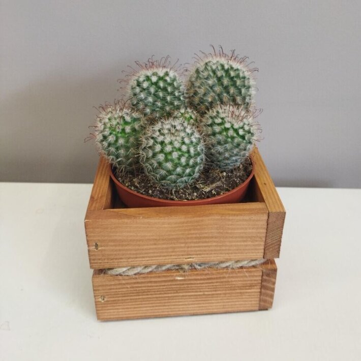 Кактус в деревянном кашпо 1