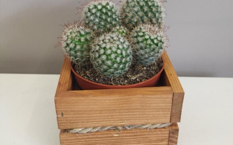 Кактус в деревянном кашпо 1