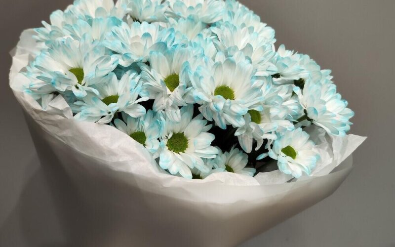 Букет «~51 нежно бирюзовая ромашка»