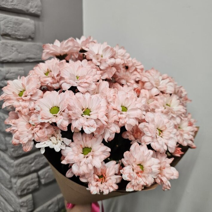 Хризантема кустовая розовая