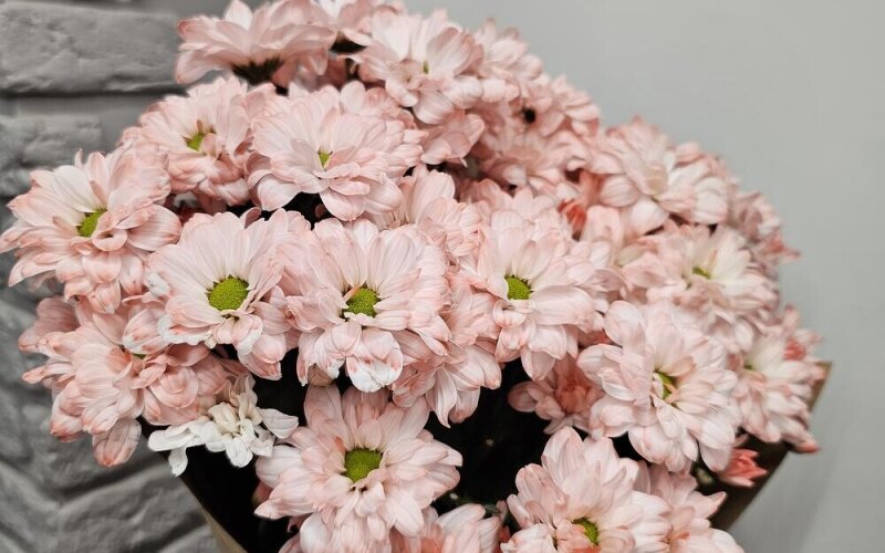 Хризантема кустовая розовая