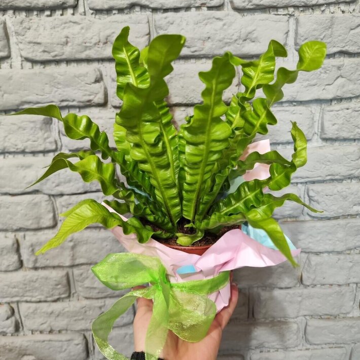 Комнатное растение «Асплениум»