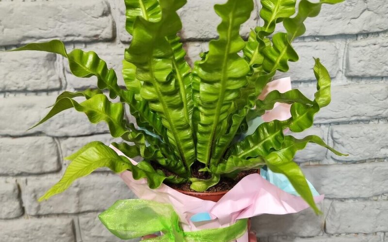 Комнатное растение «Асплениум»