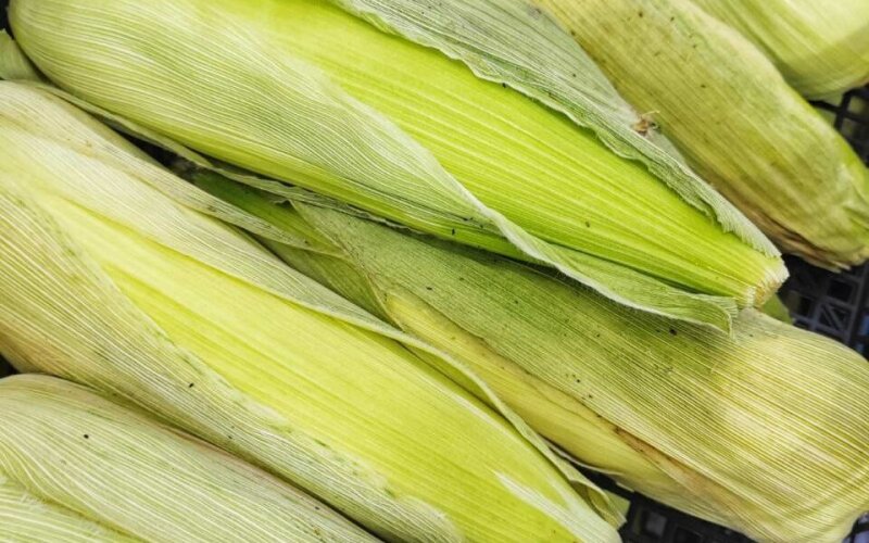 Кукуруза сладкая