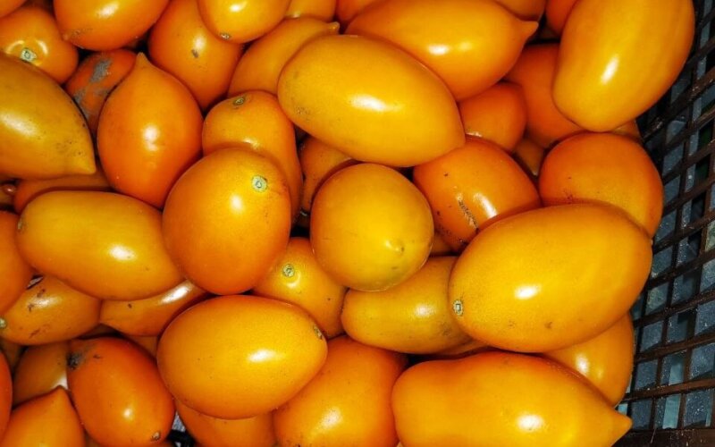 Помидор желтый