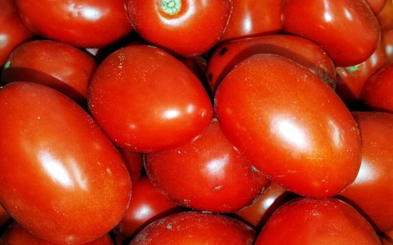 Помидор красный