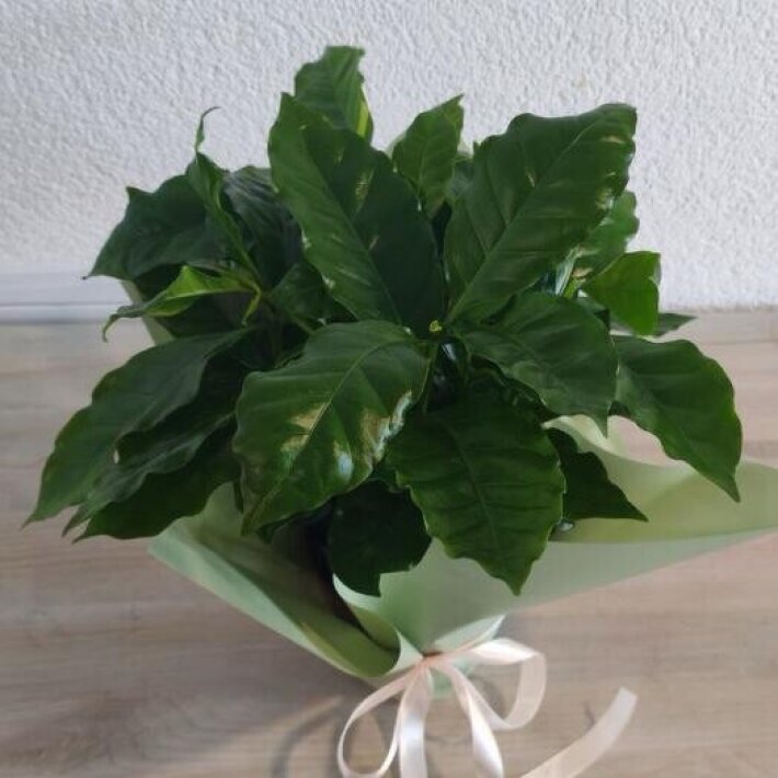 Кофейное дерево