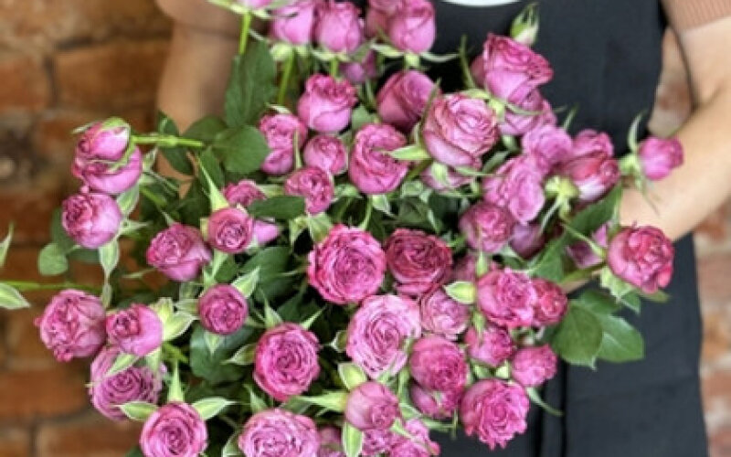 Роза кустовая