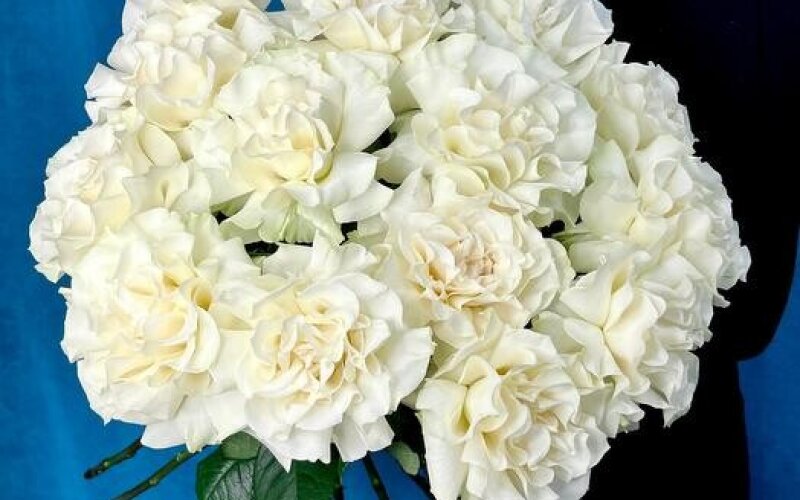 №17 Большой нежный монобукет из 15 белых французских роз