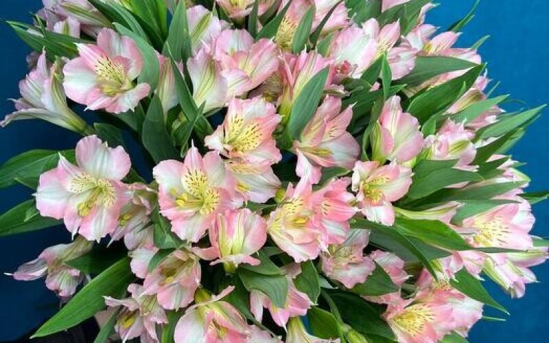 №46 Монобукет из 13 нежно-розовых альстромерий