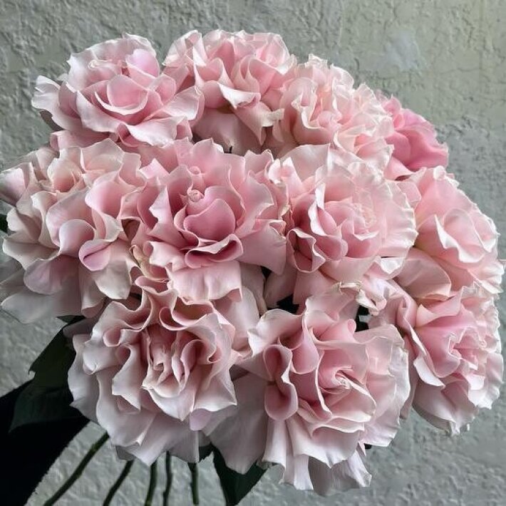 №33 Нежный большой монобукет из 11 розовых французских роз