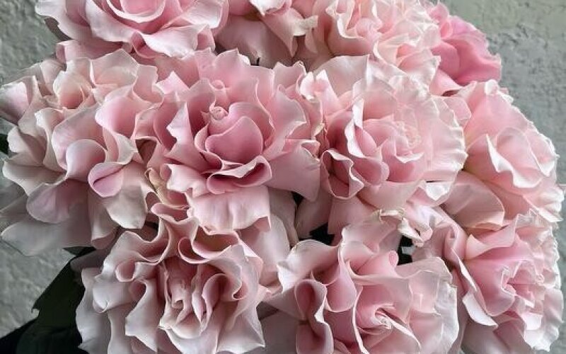 №33 Нежный большой монобукет из 11 розовых французских роз