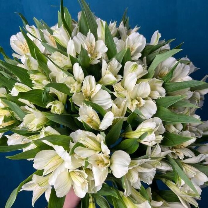 №47 Монобукет 11 из белых альстромерий