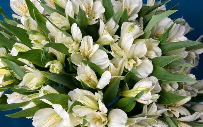 №47 Монобукет 11 из белых альстромерий