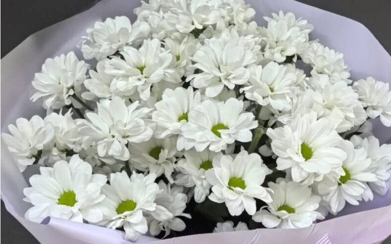 Букет из 7 ромашек в упаковке