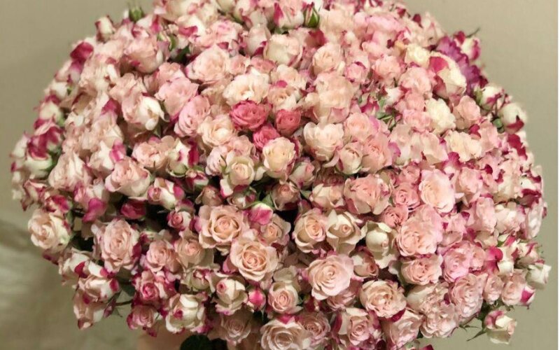 101 кустовая роза