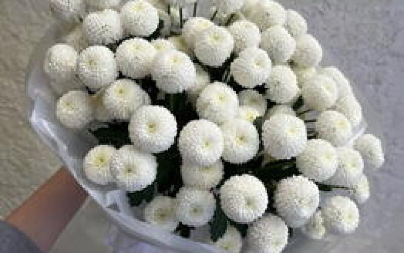 Нежный воздушный монобукет из 9 стойких хризантем Ньютон