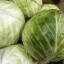Капуста