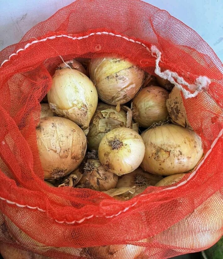 Лук (урожай 2025 г)