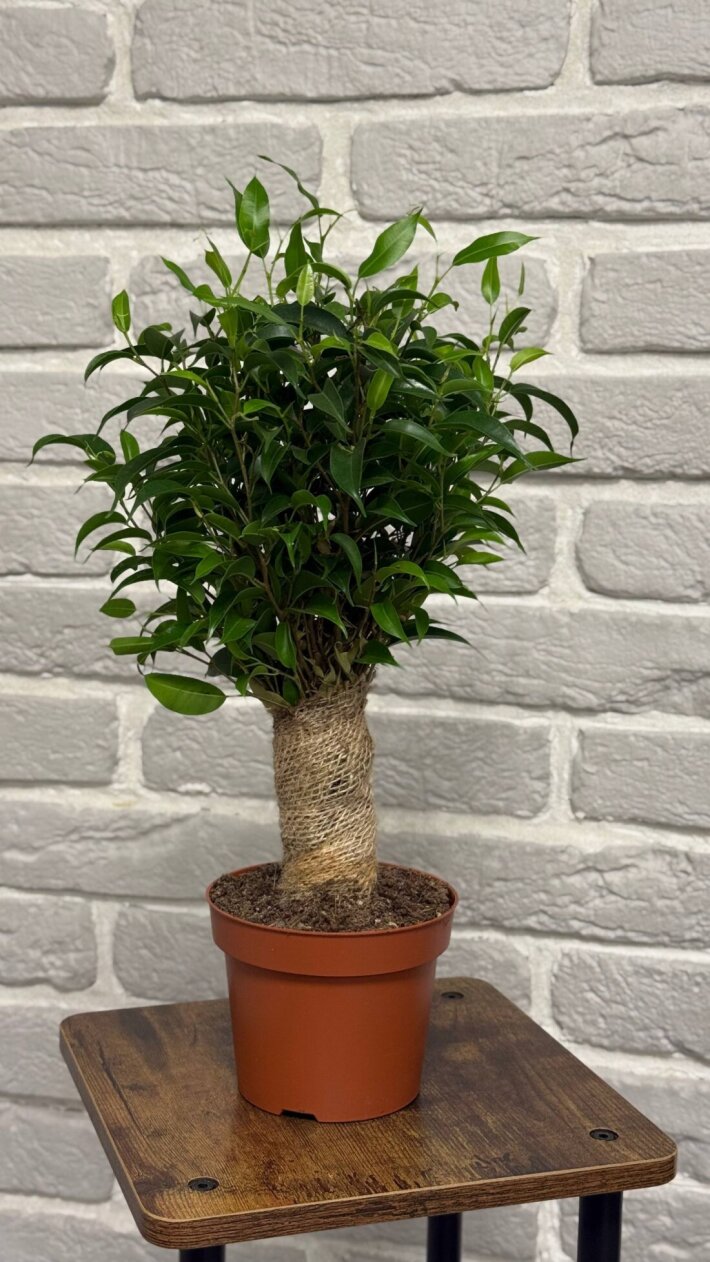 Фикус Наташа