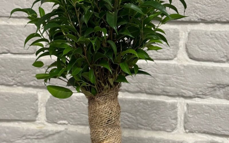 Фикус Наташа