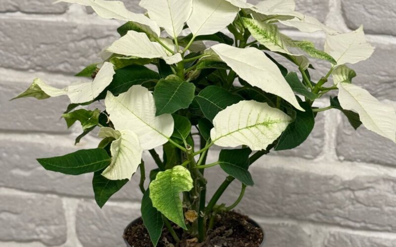 Пуансетия белая