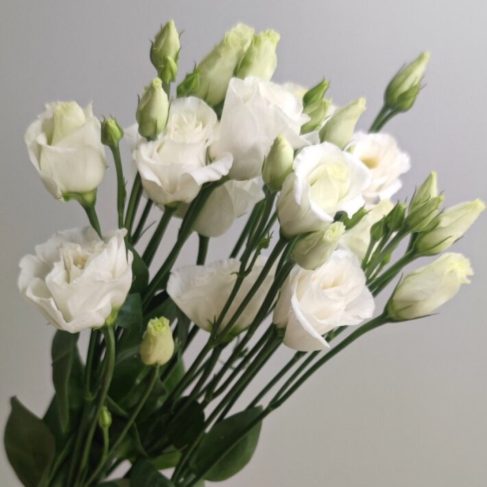 Эустома белая