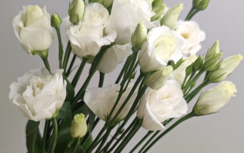 Эустома белая