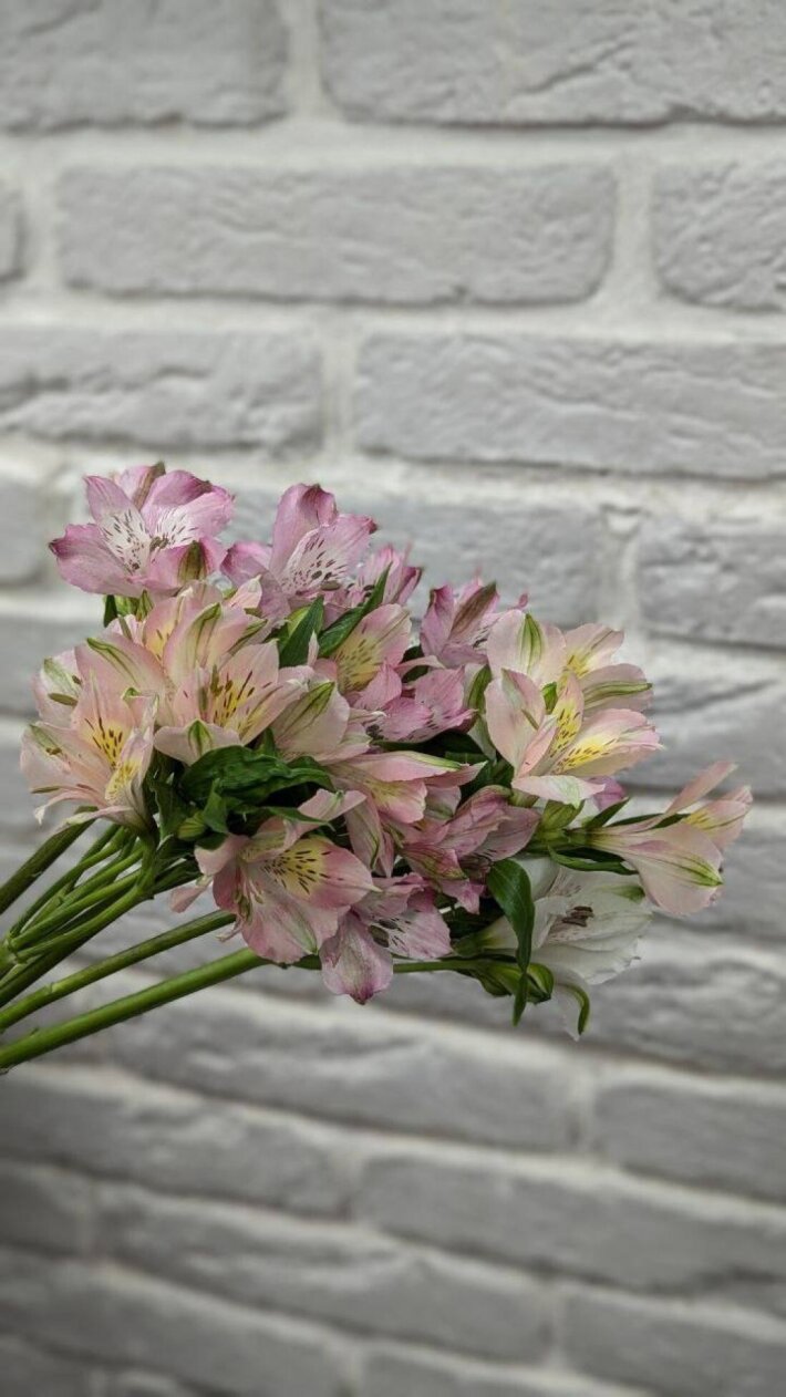 Альстромерия цветная микс