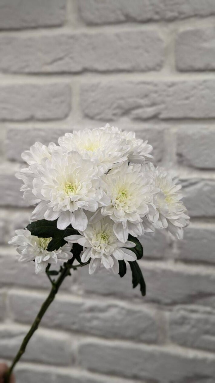 Хризантема