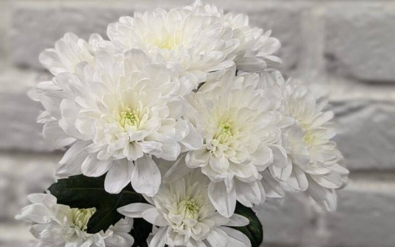 Хризантема