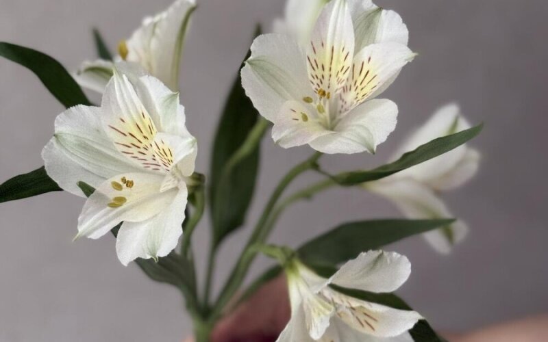 Альстромерия белая