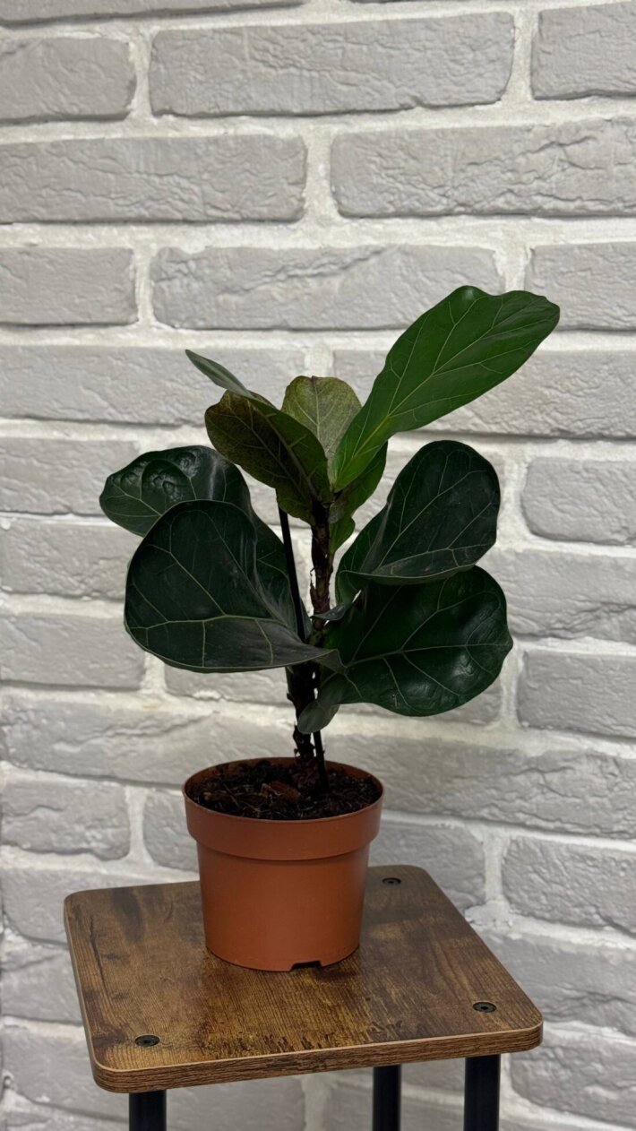 Фикус Лирата