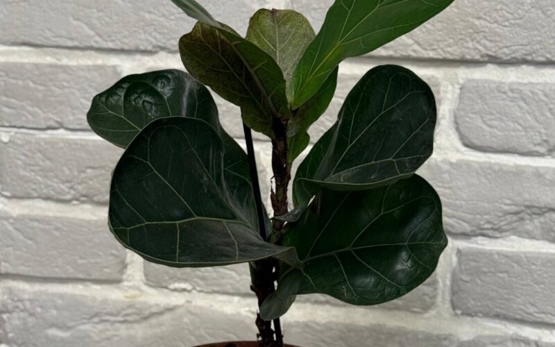 Фикус Лирата