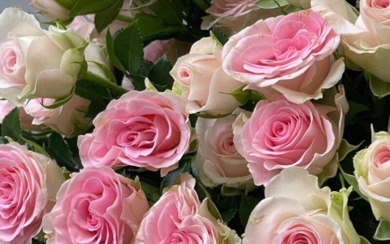 Роза кустовая 50 см бело-розовая