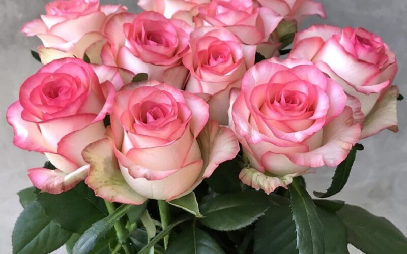 Роза 50 см бело-розовая