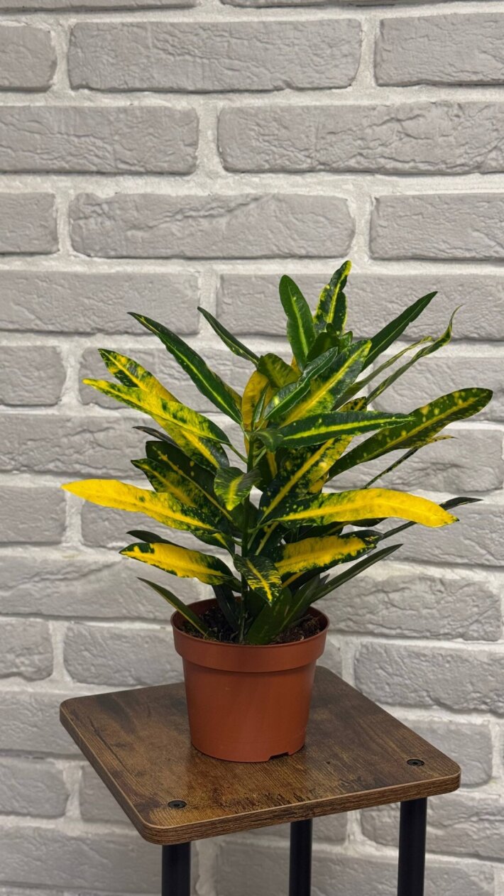 Кодиеум Кротон Санни Стар