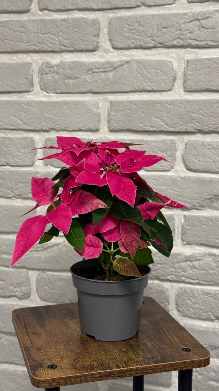 Пуансетия красная