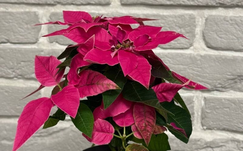 Пуансетия красная