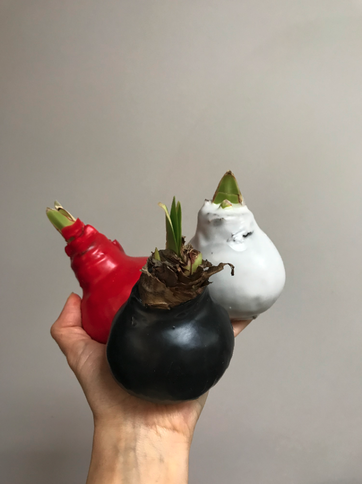 Амариллис в луковице