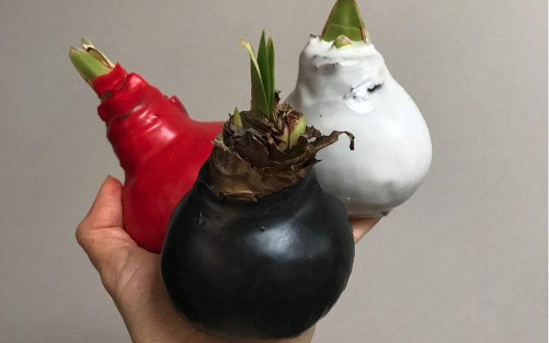 Амариллис в луковице