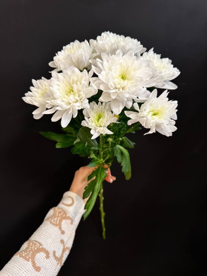 Хризантема «Алтай»