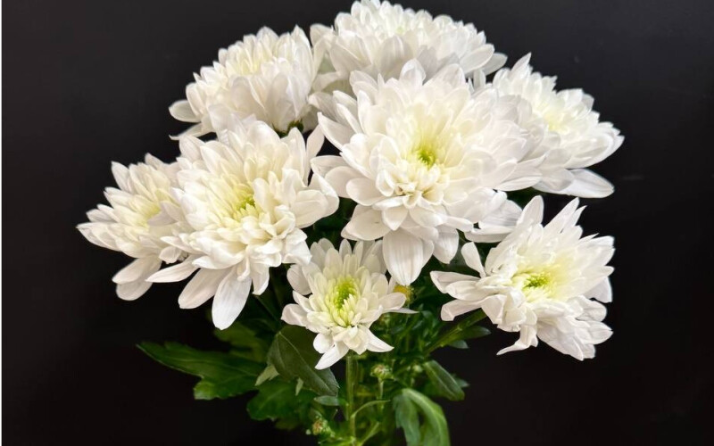 Хризантема «Алтай»