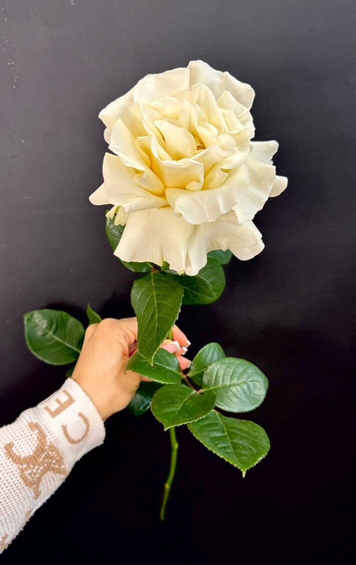 Французская роза «Мондиаль»