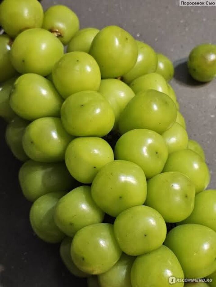 Виноград Шайн Мускат