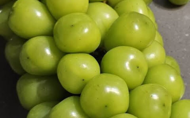 Виноград Шайн Мускат