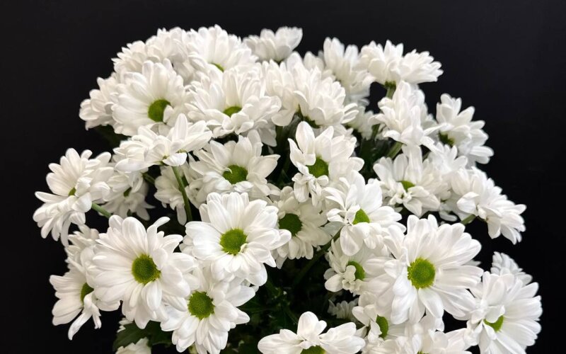 Букет из 7 веток хризантемы белой ромашковой