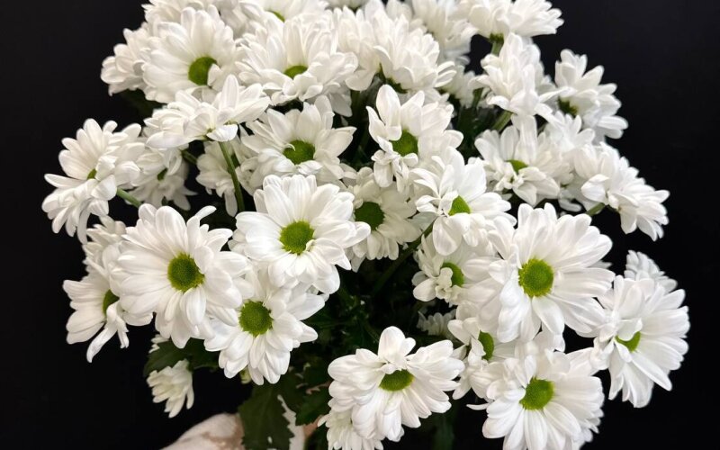 Букет из 7 веток хризантемы белой ромашковой