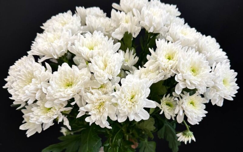 Букет из 7 веток белой хризантемы «Балтика»